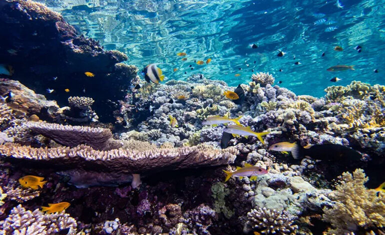 The Impact of Coastal Lights on Coral Reefs