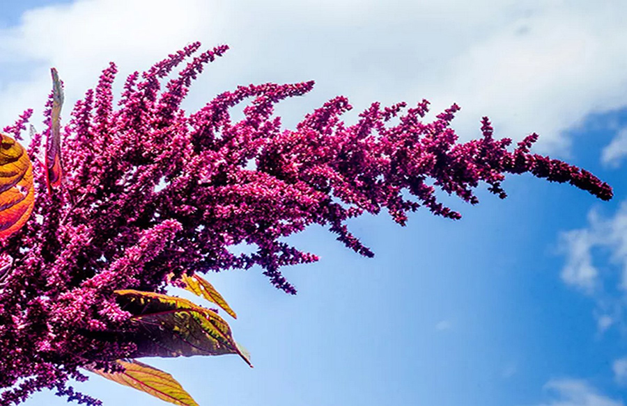 Exploring the Splendor of Heirloom Seeds: 10 Spectacular Varieties to Cultivate
