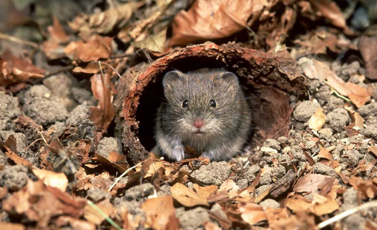 Embracing the Vole: Understanding Its Role in Garden Ecology