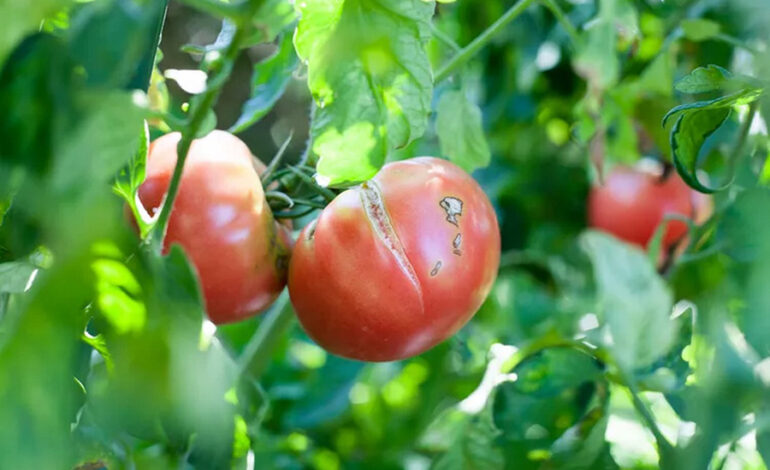 Understanding Tomato Cracking