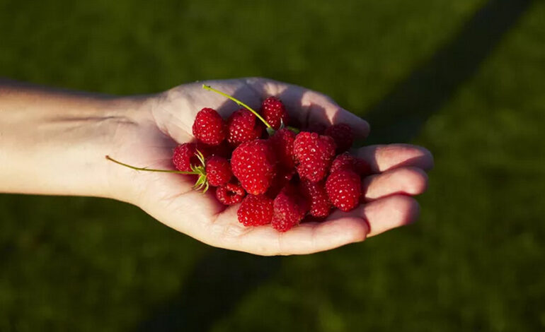 Maximizing Productivity: August Tasks in the Forest Garden