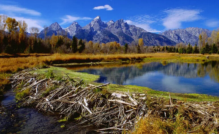 Beaver Dams: Testaments to Endurance